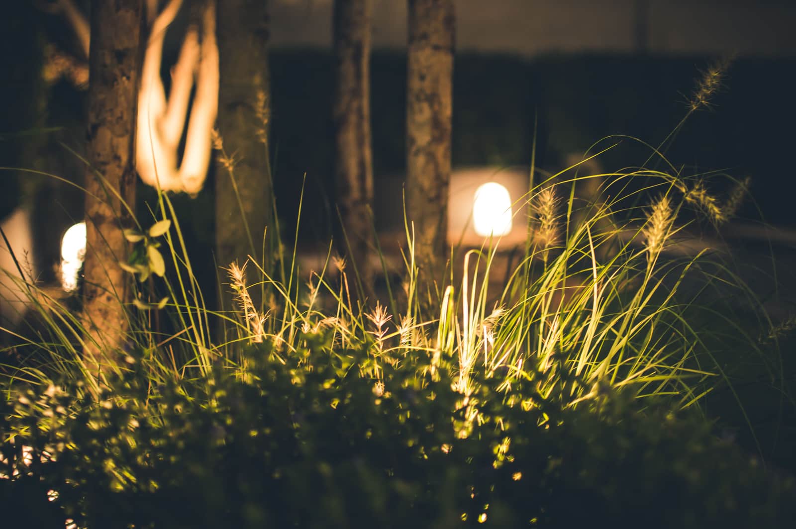 A garden lit at night with uplit trees and a marked path